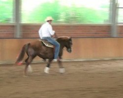 Pferd Jokers Bit of Copper Dust (Baschkire / Bashkir Curly / Curly Horse, 2001, von JC's Joker)