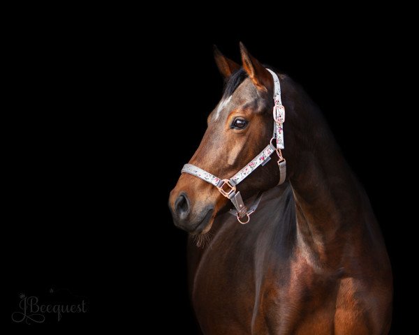 broodmare Fürstin Dea 2 (Hanoverian, 2012, from Fürst Romancier)