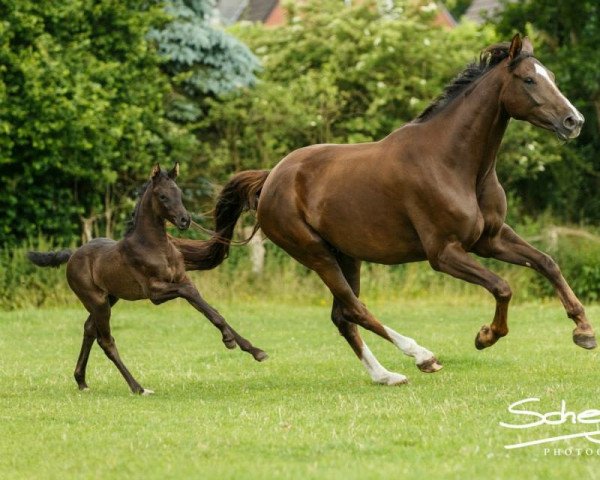 broodmare Belissa (Westphalian, 2010, from Belissimo NRW)