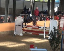 jumper Standingovations (Hanoverian, 2004, from Silvio I)