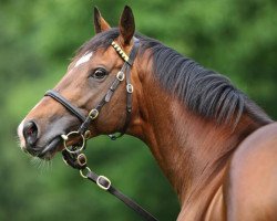 stallion Königstiger xx (Thoroughbred, 2002, from Tiger Hill xx)