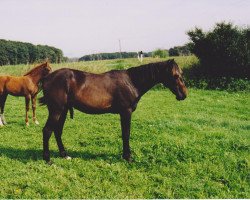 Pferd Dark Spinn (Deutscher Traber, 1996, von Bon Sport)