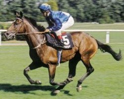 stallion Ransom O'War xx (Thoroughbred, 2000, from Red Ransom xx)