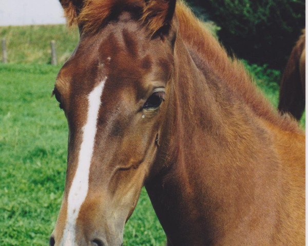 broodmare Dahlia (German trotters, 1997, from Greaser)