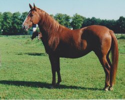 broodmare Vitesse Prox (German trotters, 1992, from Talimo)