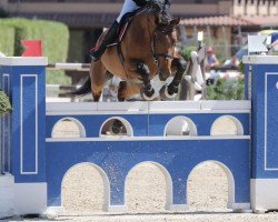 jumper Kolorist v/d Donkhoeve (Belgian Warmblood, 2010, from Elvis Ter Putte)