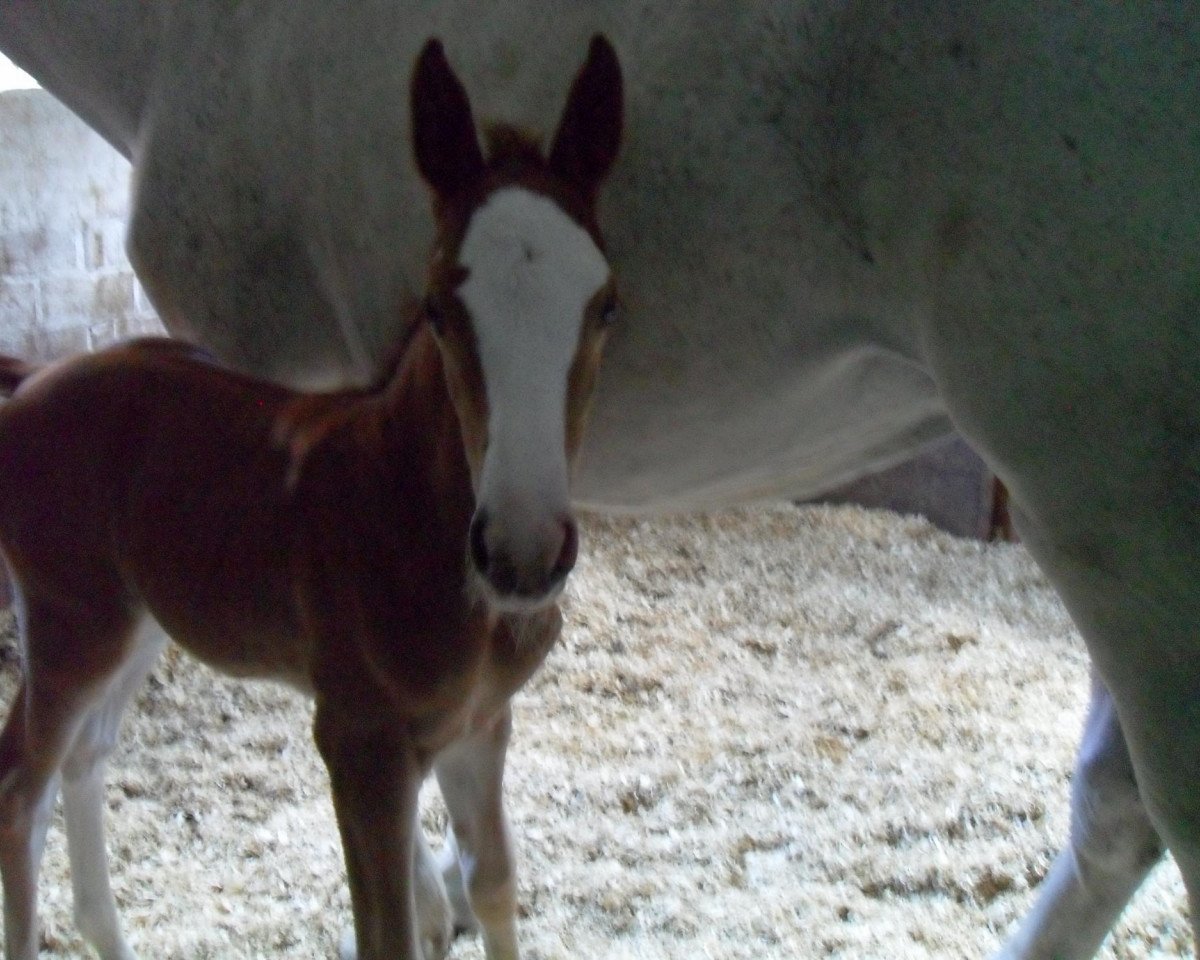 broodmare Calimba de Luna 19 (Westphalian, 2011, from Catum)