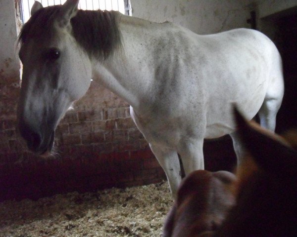 broodmare Bijou 315 (Latvian Warmblood, 1999)