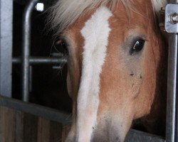 Pferd Aladin (Haflinger, 2002, von Arthos (1,57% ox))