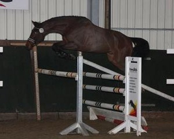 jumper Scrabble A (Hanoverian, 2008, from Stalypso)