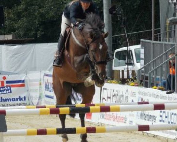 stallion Grison van den Bisschop (Belgian Warmblood, 2006, from Canturo)