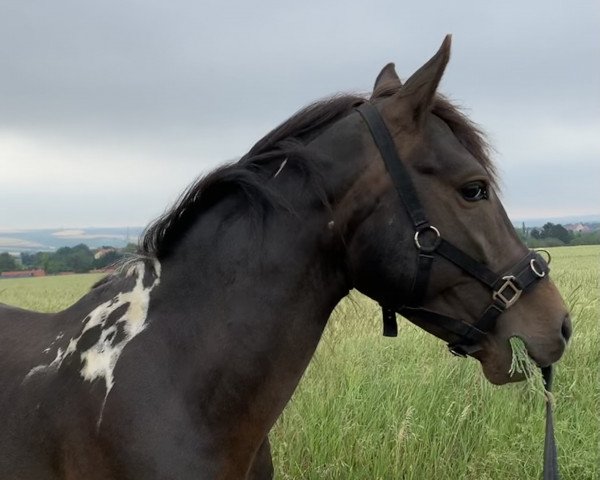 horse Astor (Lewitzer, 2015, from Acamani)