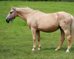 Zuchtstute Aneta (Tschechisches Warmblut, 1989, von Almhirt týnský)