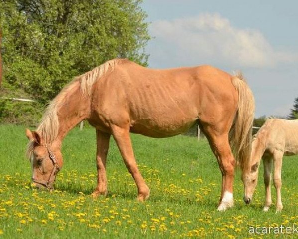 Zuchtstute Arva (Tschechisches Warmblut, 1991, von Almhirt týnský)