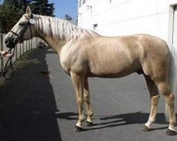 stallion Almhirt Kinsky S.V. (Czech Warmblood, 1995, from Almhirt týnský)