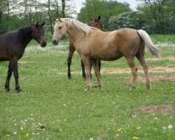 Zuchtstute Perla Kinska (Kinsky-Pferd, 1994, von Almhirt týnský)