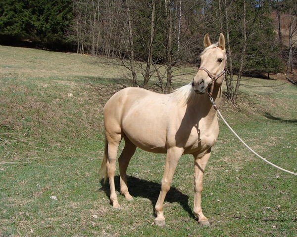 broodmare Sinai (Kinsky horse,  , from Mineral)
