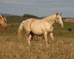 Zuchtstute Mackenzie (Kinsky-Pferd,  , von Mineral)