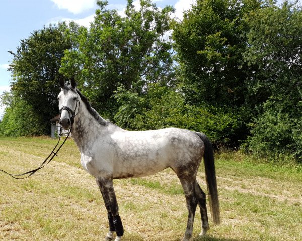 jumper Camilla H (German Sport Horse, 2011, from Cheval de Coeur)