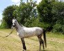 Springpferd Camilla H (Deutsches Sportpferd, 2011, von Cheval de Coeur)