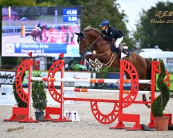 jumper Chasseur Ask Z (Zangersheide riding horse, 2011, from Casall Ask)