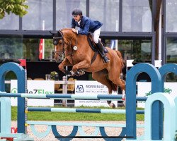 jumper Be Blue (Oldenburg show jumper, 2017, from Brantzau)