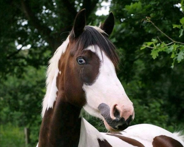 broodmare Soel'rings Jumani (Pinto / Small Riding Horse, 2010, from Mescalero 29)