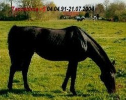 broodmare Taccashima xx (Thoroughbred, 1991, from El Salto xx)