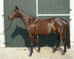 broodmare Deja vue 50 (Westphalian, 2005, from Don Bedo I)