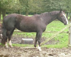 broodmare Valencia (Westphalian, 1998, from Funkenmeer)