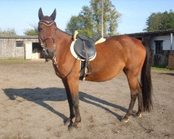 broodmare Evita Peron (DE) (German trotters, 2000, from Juis (DE))