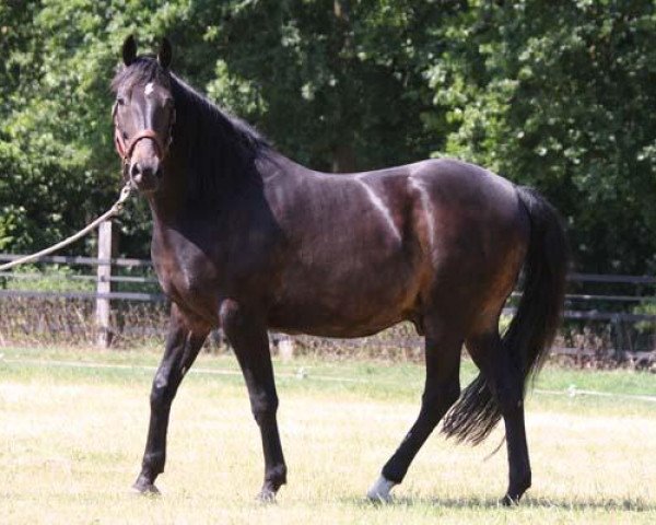 horse Manitou (German Riding Pony, 1999, from FS Maracaibo)