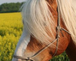 stallion Argonith (7,81% ox) (Haflinger, 2005, from Apiko (15,625% ox))