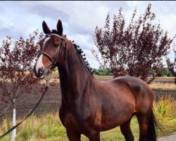 jumper Balou Boy (Hungarian Warmblood, 2014, from Pm Balougraf)