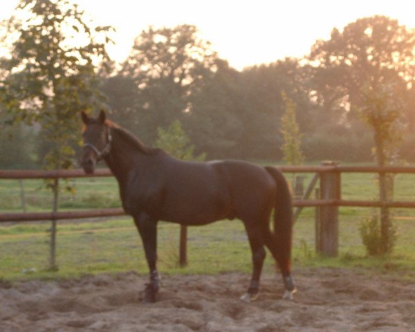 Pferd Pedro (Deutsches Reitpferd, 2000, von Piano II)