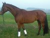 dressage horse Felix (Westphalian, 2008, from Floresco NRW)