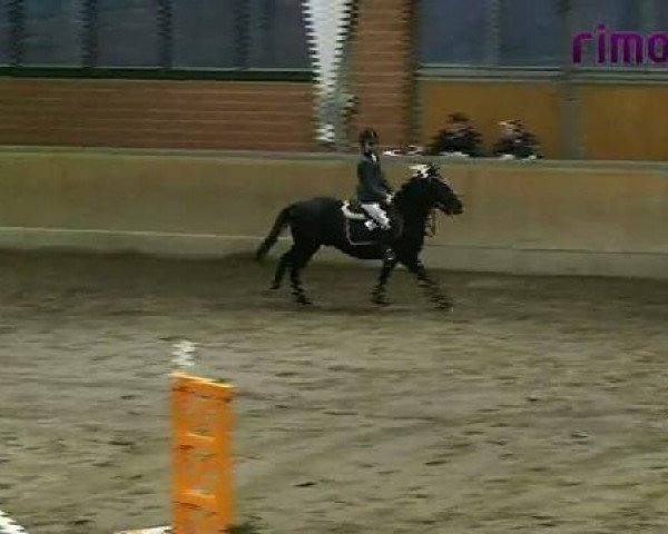 jumper Merano (Holsteiner, 1980, from Montanus)