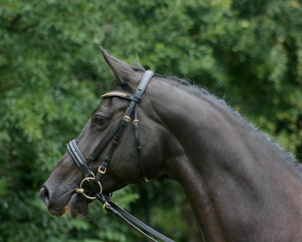 Zuchtstute Good Luck II (Trakehner, 1997, von Polarpunkt)