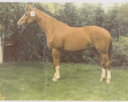 broodmare Wandia (Hanoverian, 1981, from Wedekind)