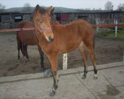 broodmare Elegance of Limara (German Sport Horse, 2011, from Limasol)