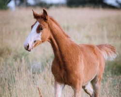 Springpferd For Martina (Hannoveraner, 2022, von Forlee)