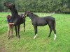 dressage horse Fidelio 297 (Hanoverian, 2011, from Fuerst Rousseau)