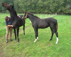 dressage horse Fidelio 297 (Hanoverian, 2011, from Fuerst Rousseau)