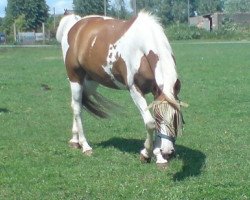 Pferd Merlin (Lewitzer, 2001, von Manoulito)