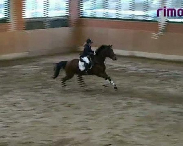 Springpferd Linux 7 (Westfale, 2003, von Lissabon 29)