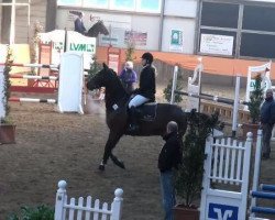 jumper Robert 62 (Hessian Warmblood, 2003, from Rabanus)