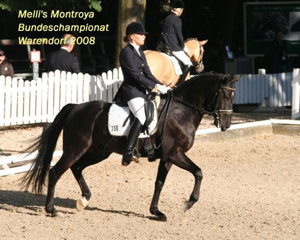horse Melli's Montroya (German Riding Pony, 2003, from Mambo Moscan)