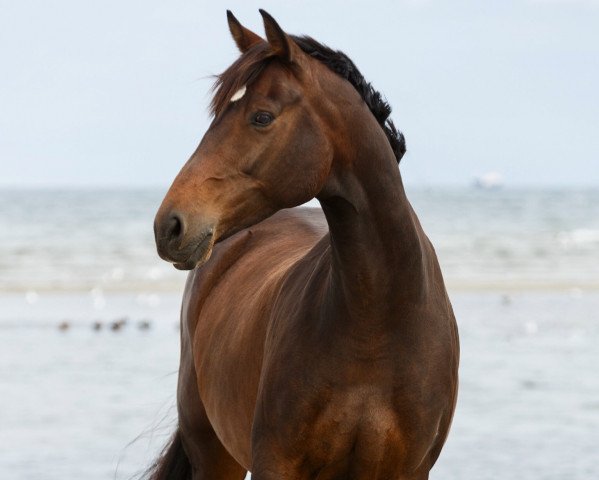 broodmare Lisette (Oldenburg, 2008, from Kaiser Franz)