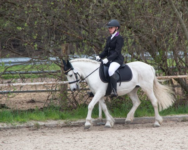 dressage horse Missey (KWPN (Royal Dutch Sporthorse), 2010)