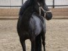 dressage horse Lady (German Riding Pony, 2003)